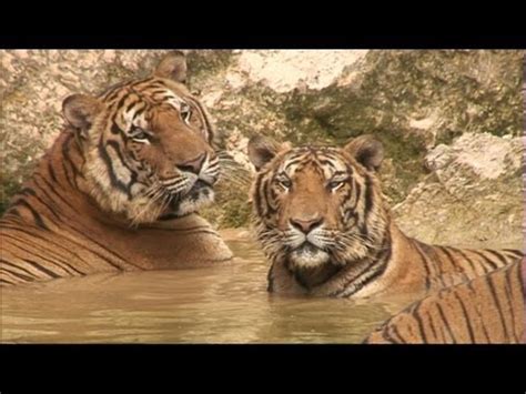  Taming the Tiger - En Magisk Skildring av Mänsklighetens Samspel med Naturen